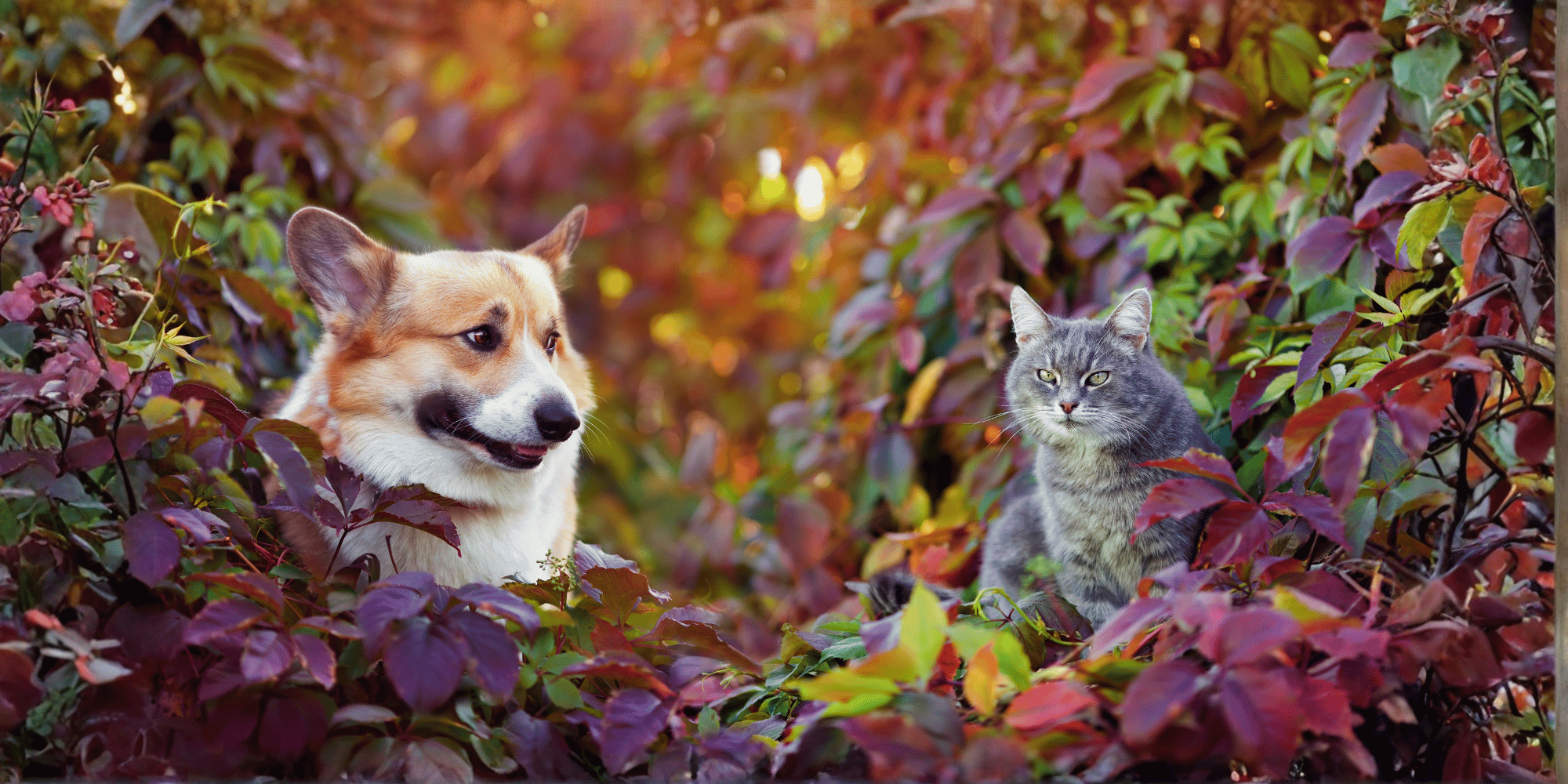 Visuel_Tag_Automne_Chien&Chat