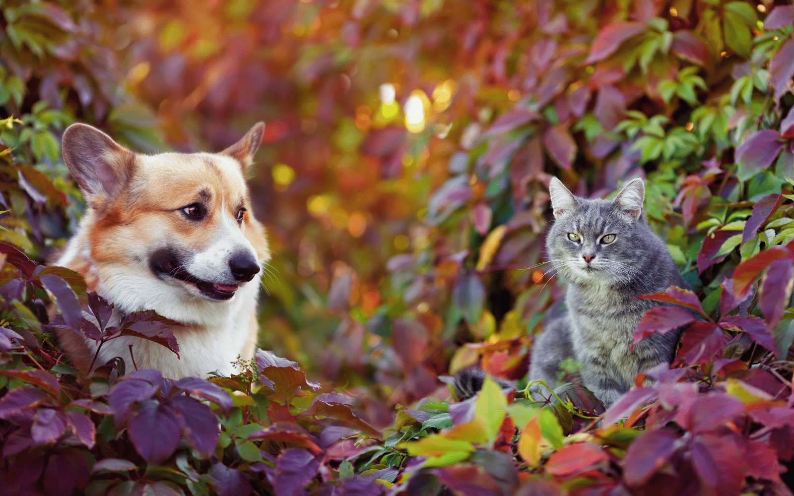 Un chien et un chat dans les feuilles de l'automne