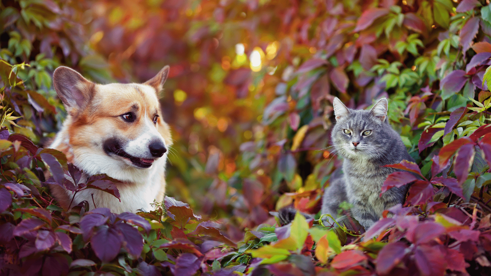 Mise_en_avant_CTA_Automne_Desktop