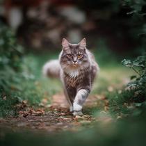 Chat qui court dans l'herbe