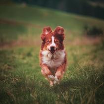 Chien qui court dans l'herbe
