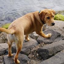 Chien en balade près de l'eau