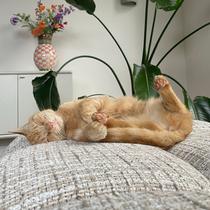 Chat roux endormi sur un canapé