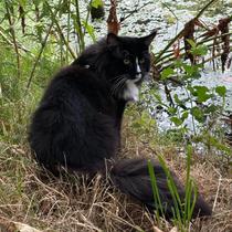 Chat noir assis au bord de l'eau