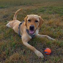 Chien jouant avec une balle