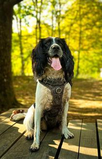 Chien assis en pleine nature