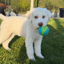 Chien tenant une balle dans sa bouche