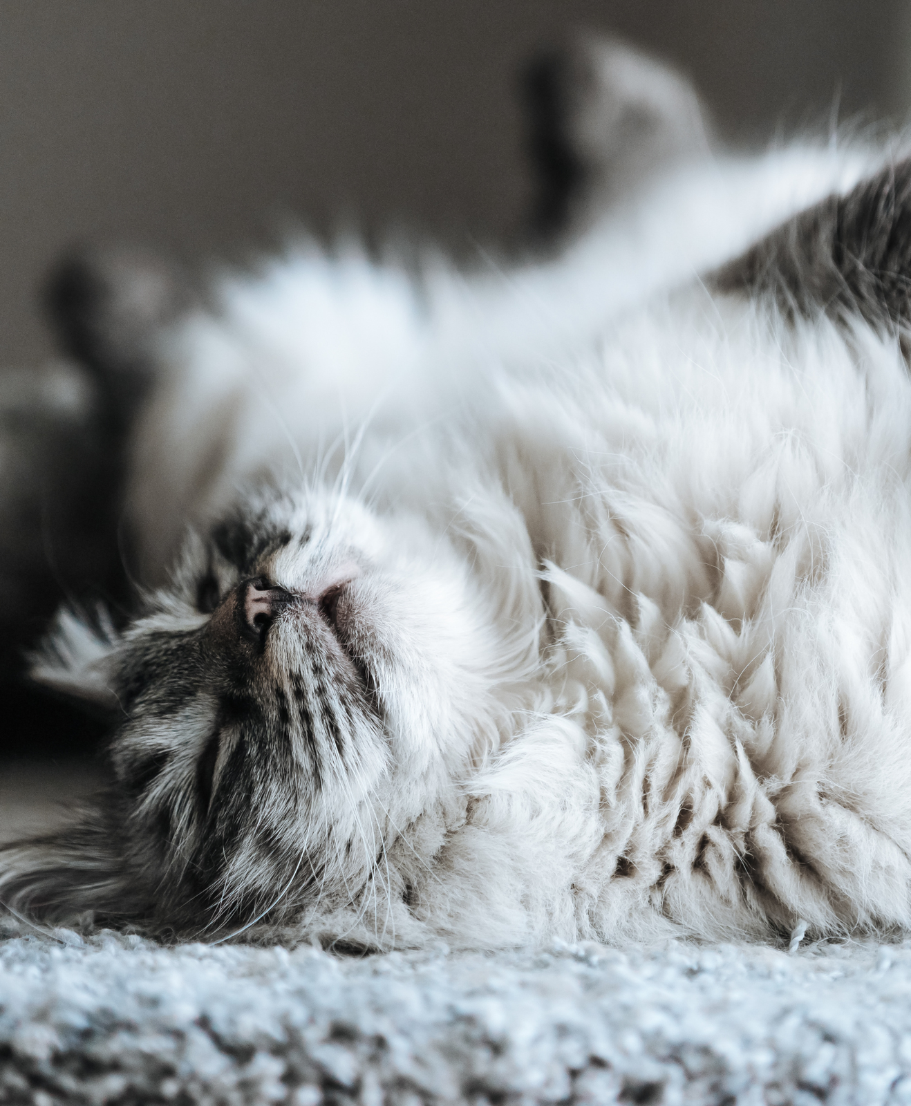 Un chat blanc et gris couché sur le dos Un chat blanc et gris couché sur le dos