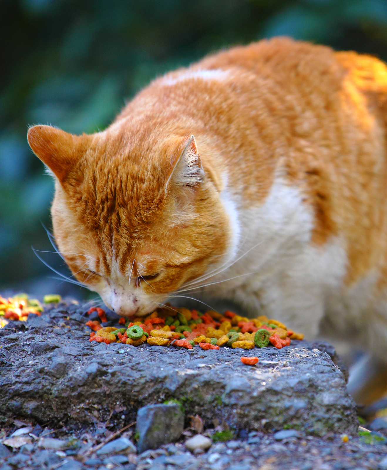 Un chat roux en train de manger des croquettes Un chat roux en train de manger des croquettes