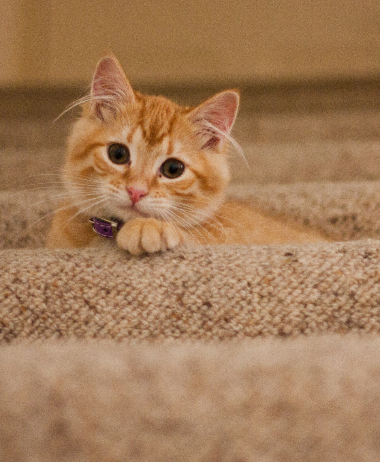 Un chat sur les escaliers Un chat sur les escaliers