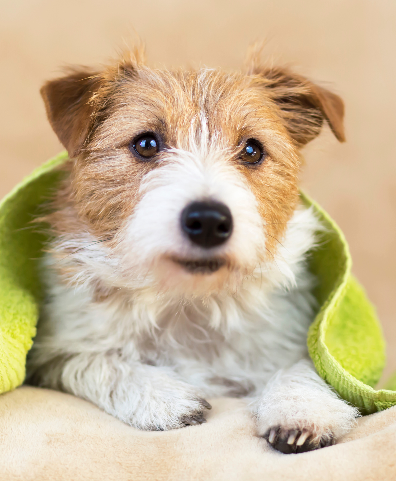 Chien avec une serviette verte Chien avec une serviette verte