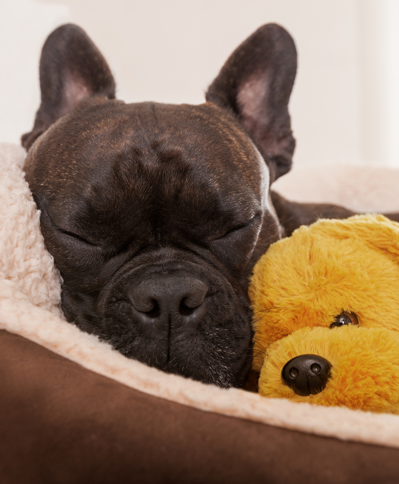 Chien avec une peluche Chien avec une peluche