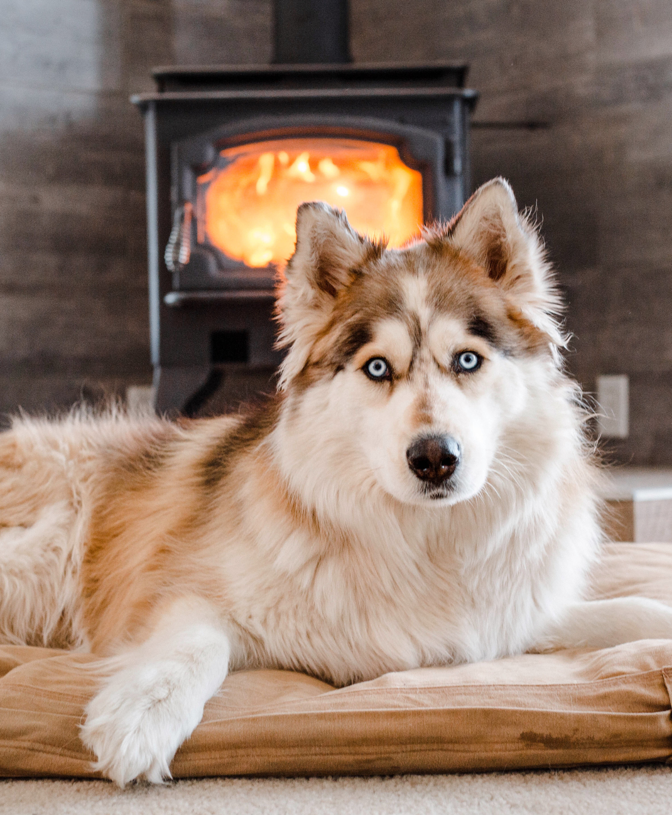 Chien avec une cheminée Chien avec une cheminée