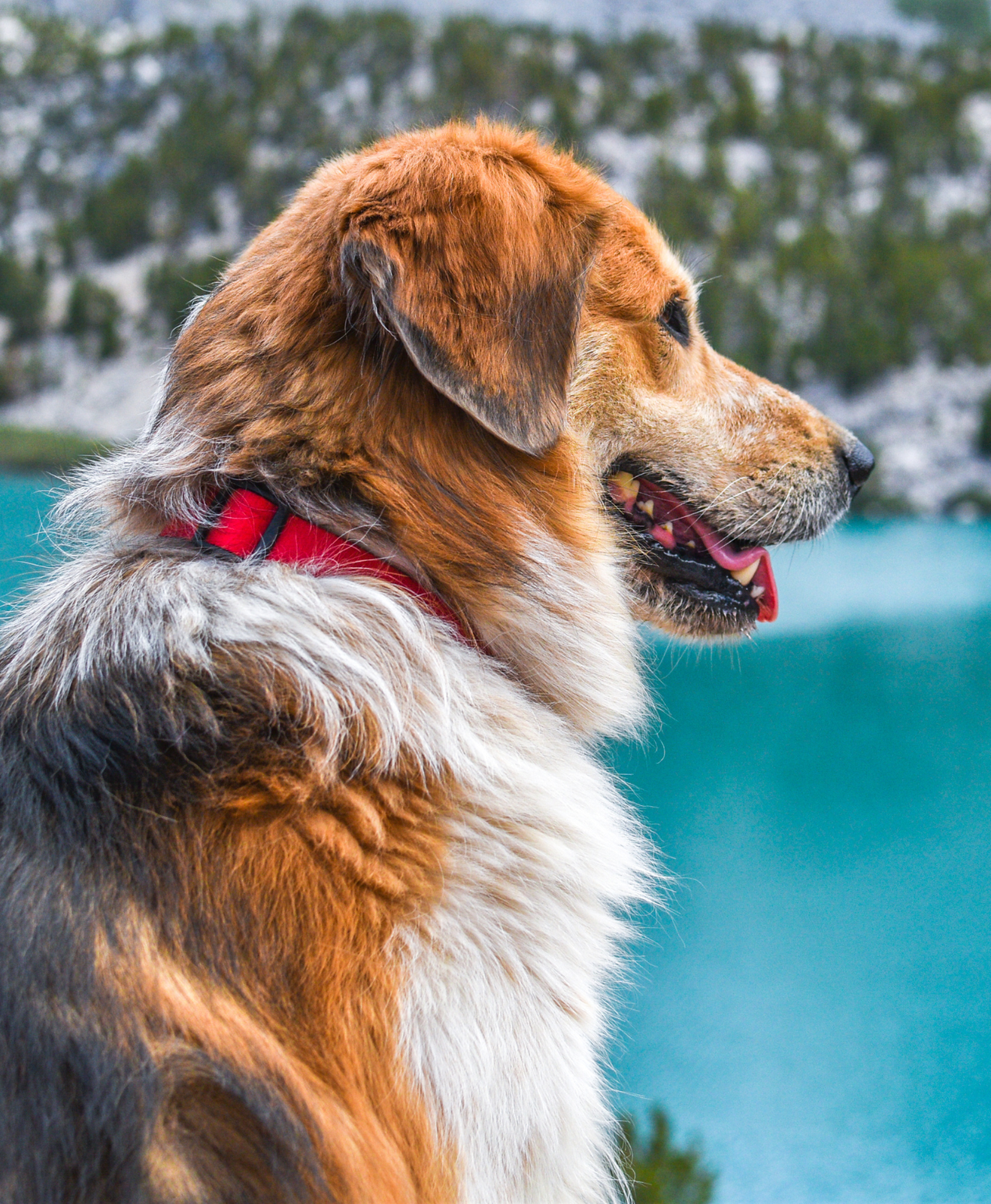 Un chien en face d'un lac Un chien en face d'un lac