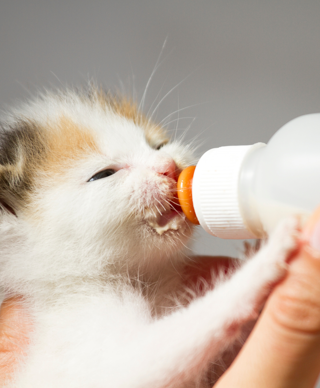 Un chaton qui bit au biberon Un chaton qui bit au biberon
