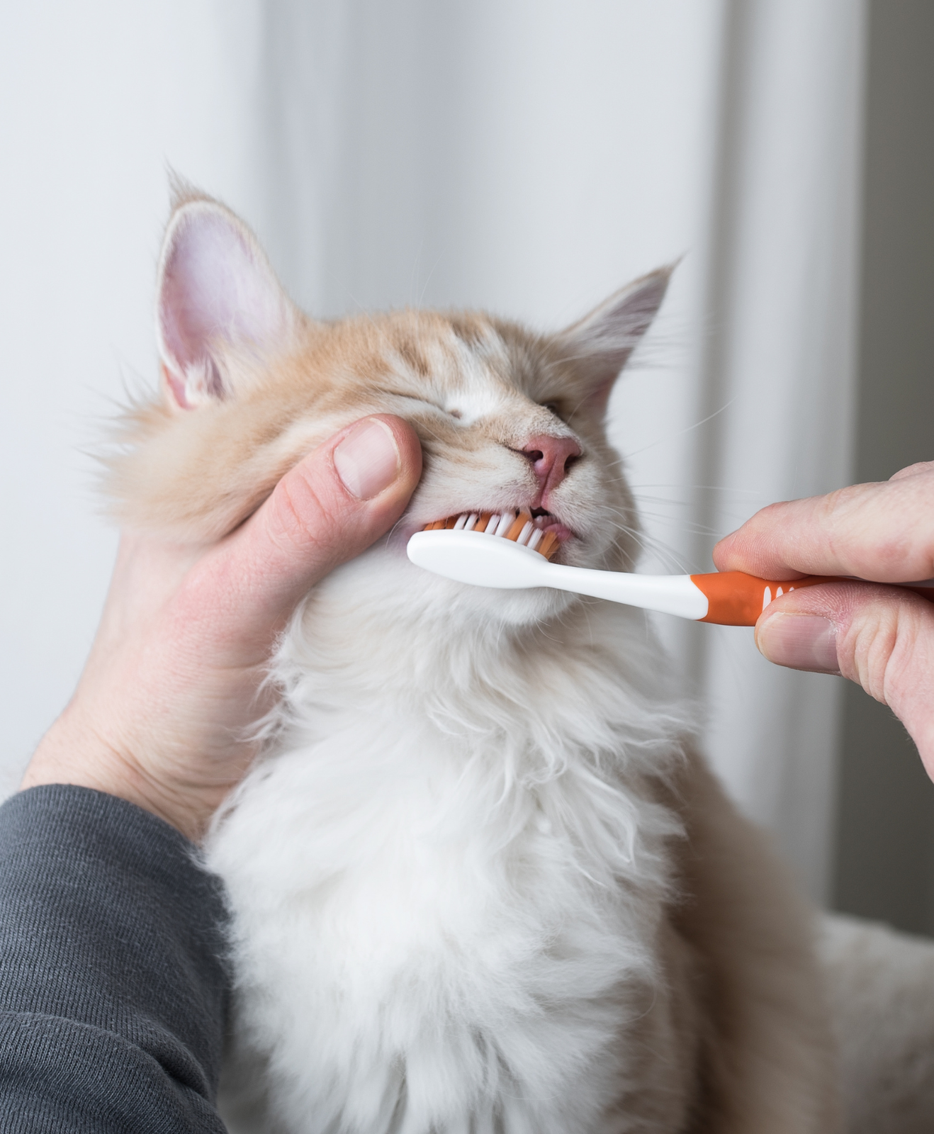 Un chat à qui on brosse les dents Un chat à qui on brosse les dents