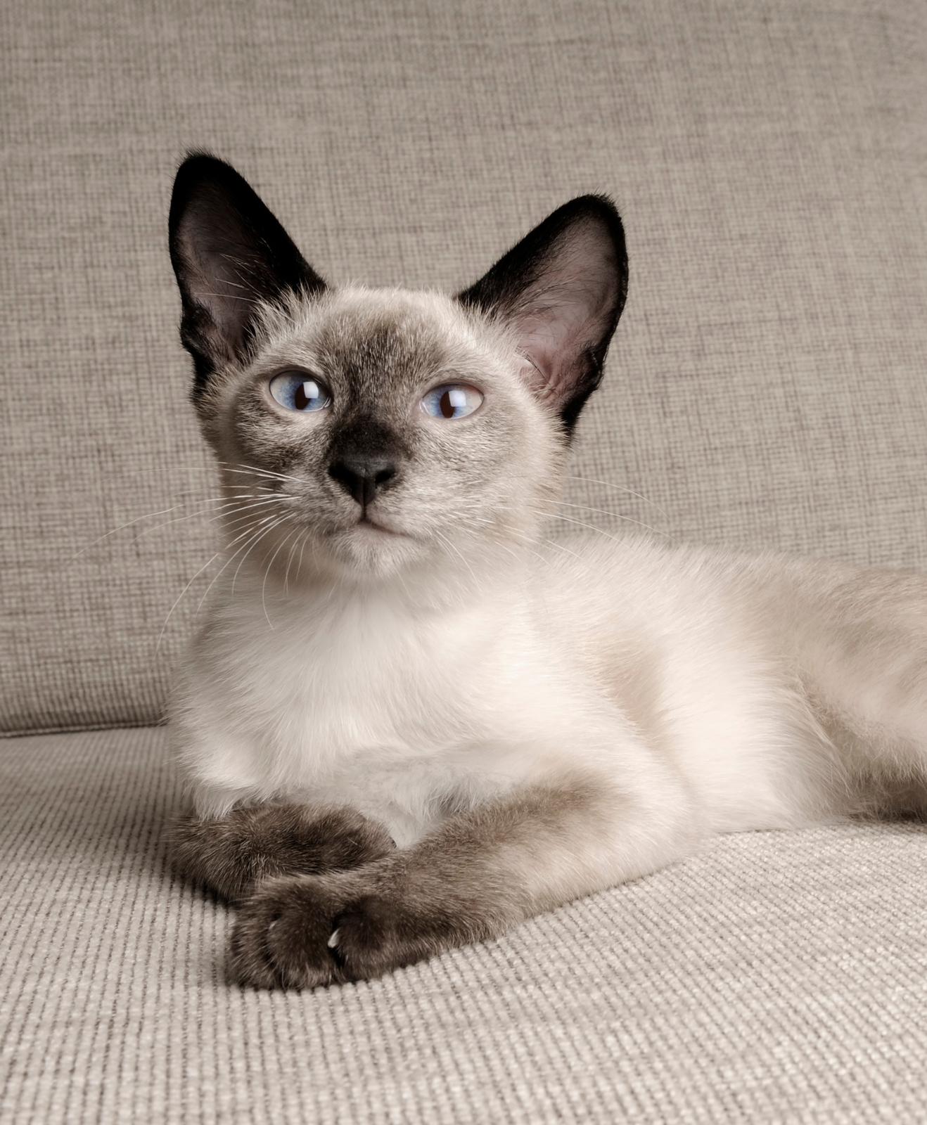 Un chat siamois sur un canapé
