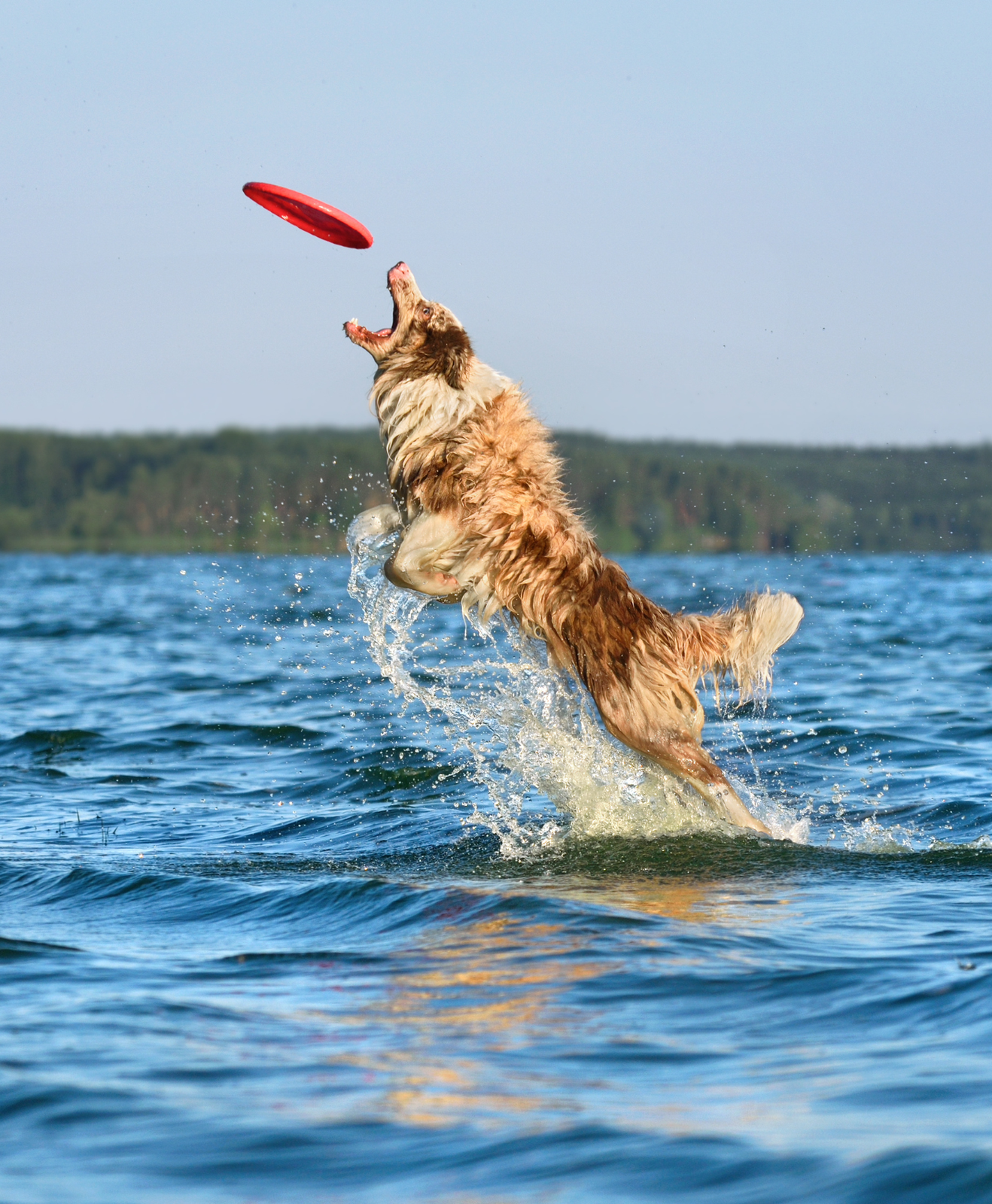 Un chien avec un frisbee dans l'eau