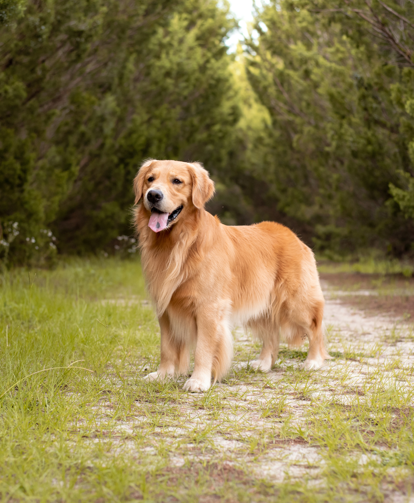 Un chien avec un regard fixe Un chien avec un regard fixe