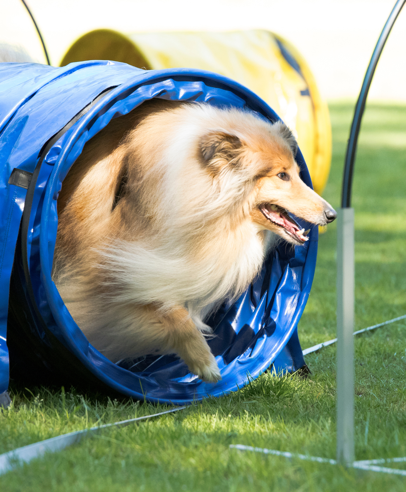 Chien dans un tunnel bleu Chien dans un tunnel bleu