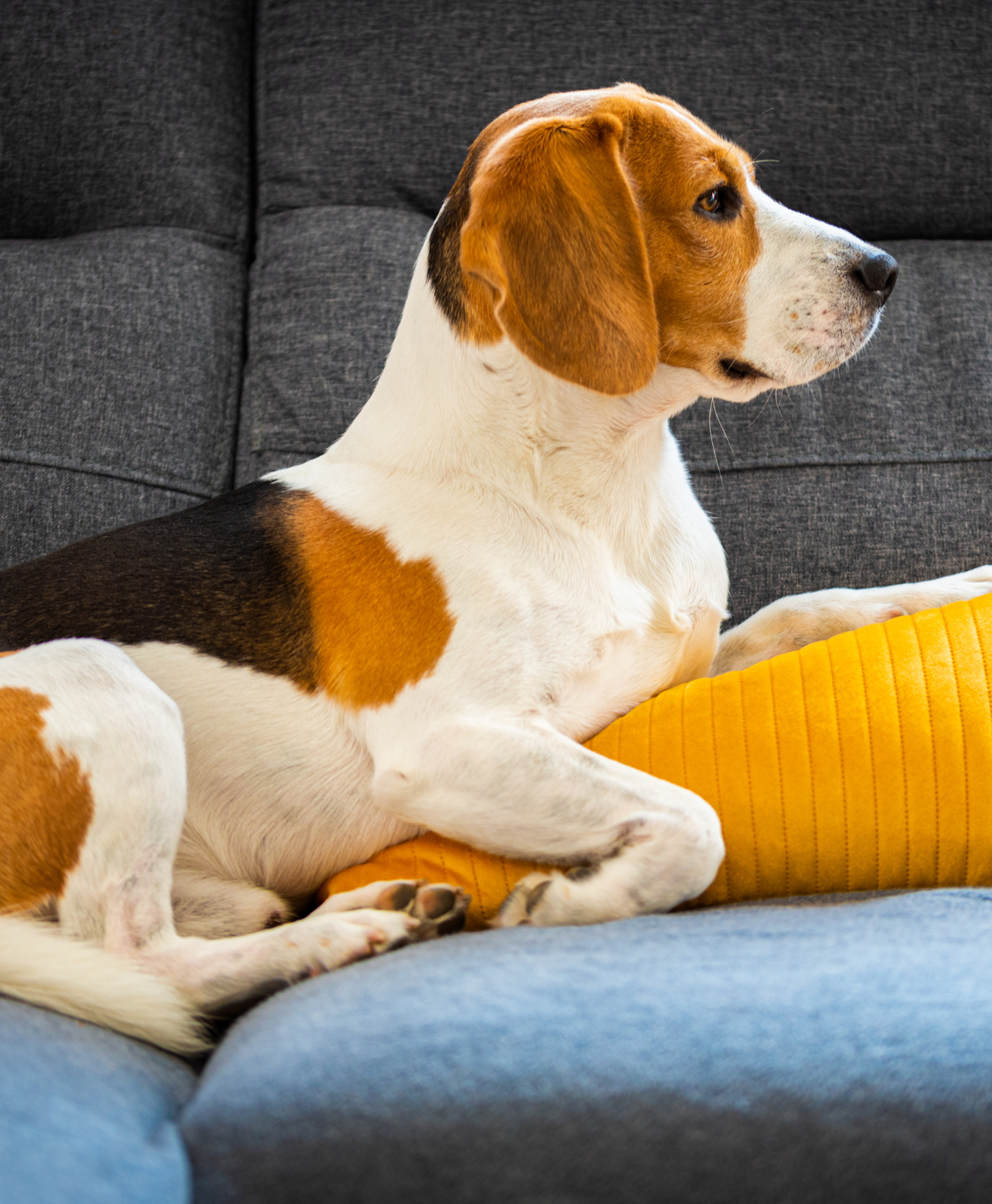 Un chien sur un canapé Un chien sur un canapé