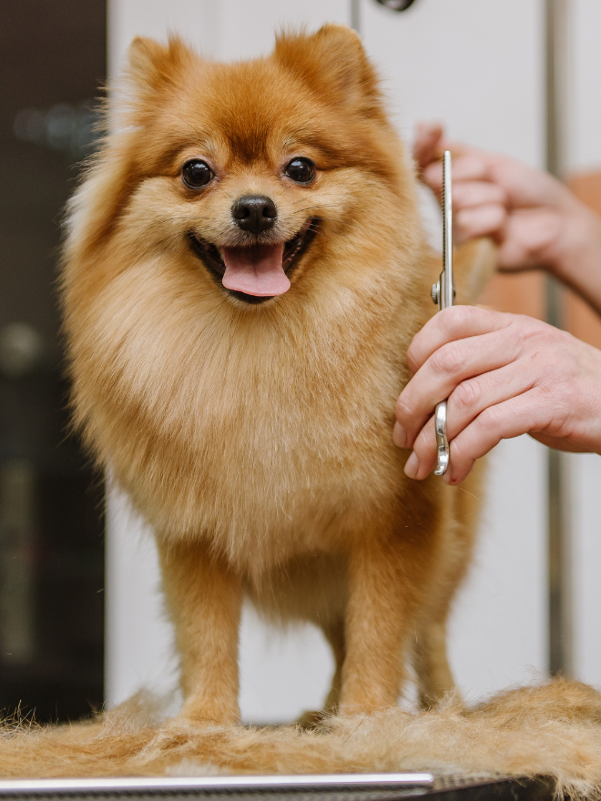 Spitz qui se fait couper les poils