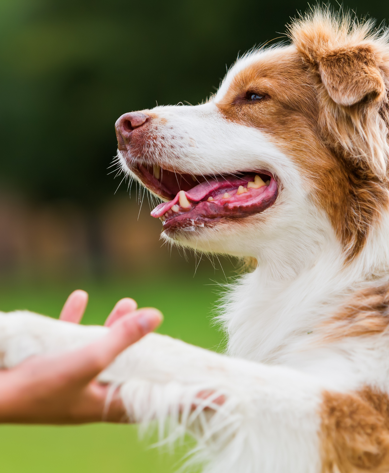 Chien qui donne la patte dans main humaine