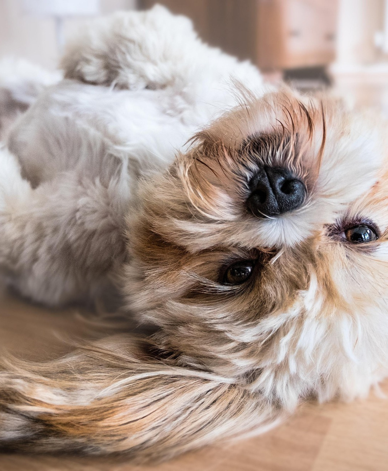 Chien couché sur le dos