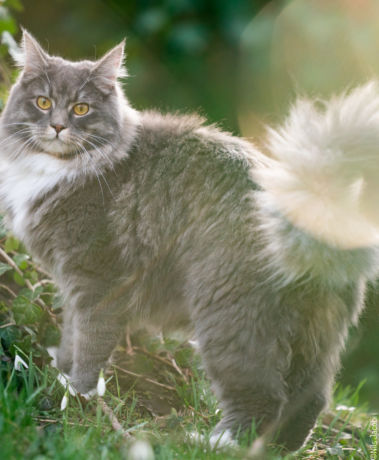 Chat Maine coon dans la nature