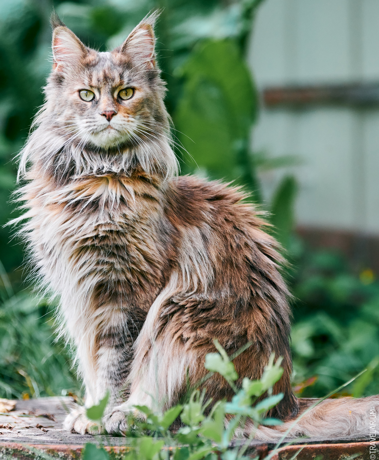 Chat Maine coon en forêt