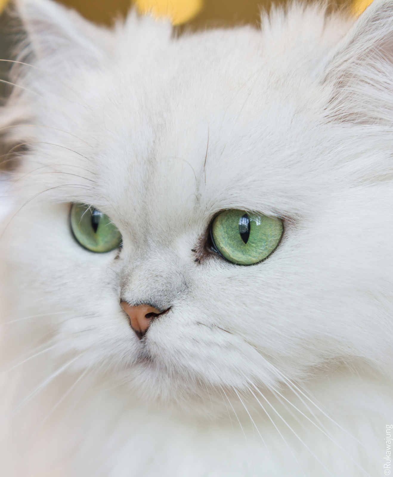 Gros plan chat blanc Gros plan chat blanc