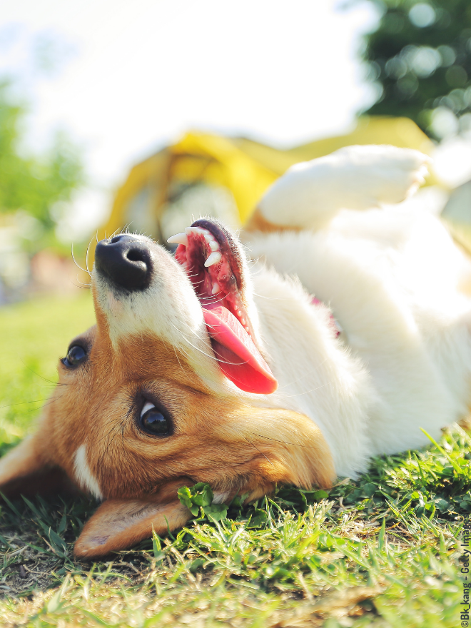 Chien corgi qui se roule dans l'herbe