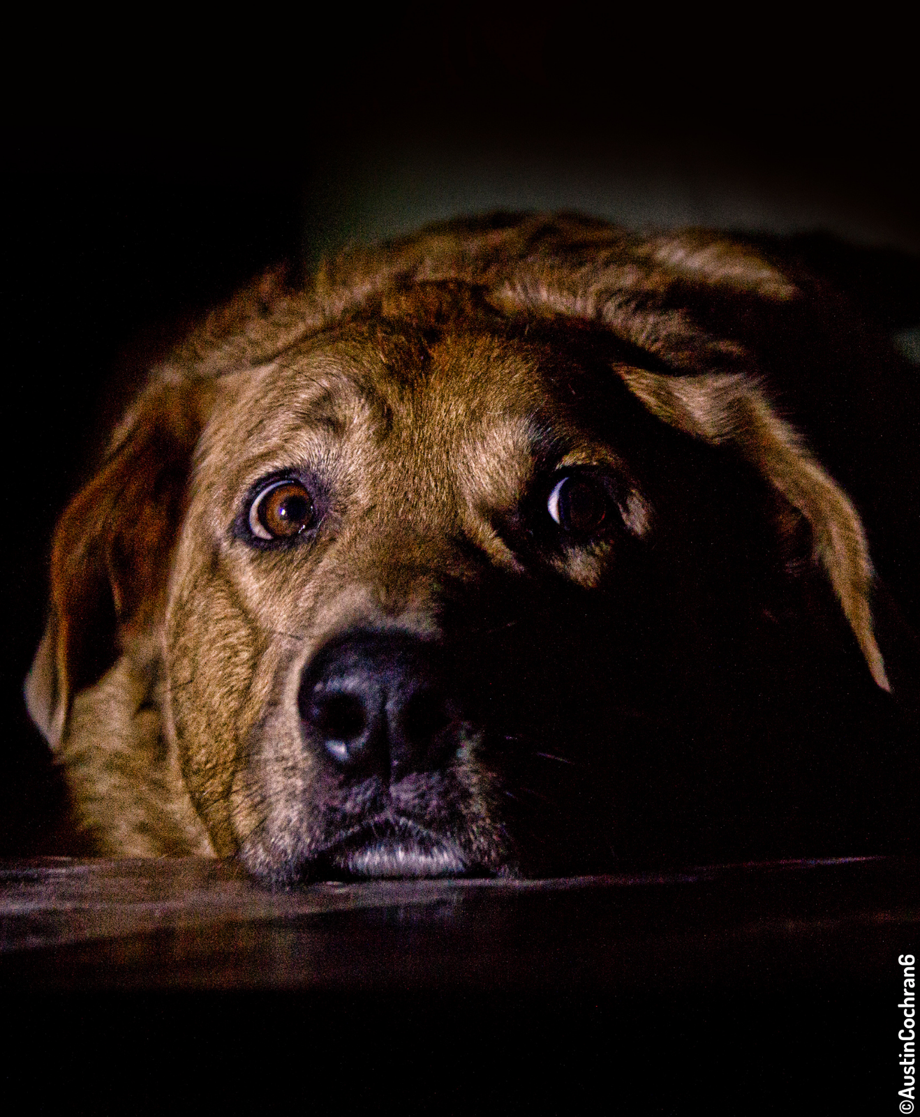 Chien qui a peur dans un fond noir Chien qui a peur dans un fond noir