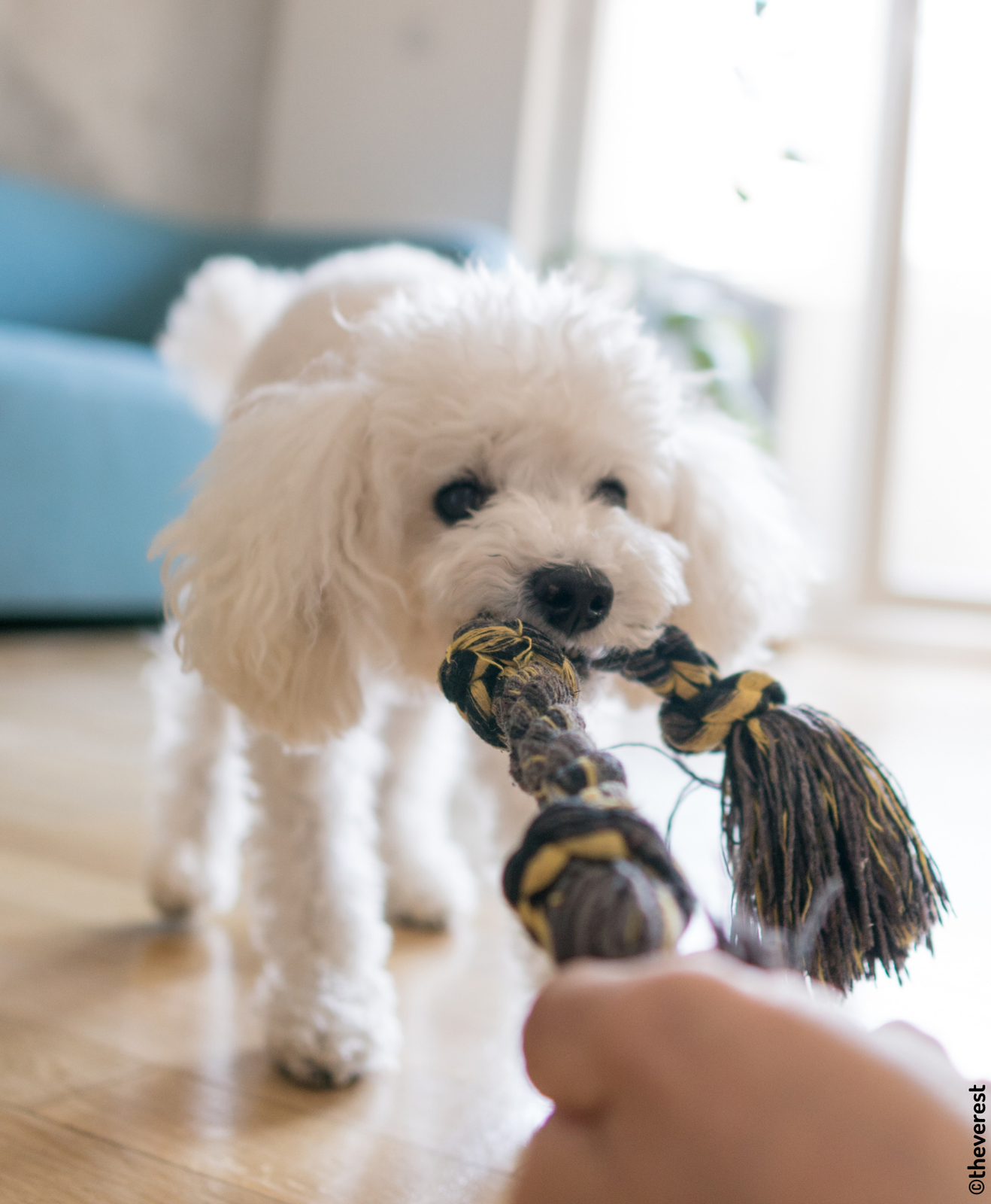 Chien qui tire sur un jouet tenu par une main Chien qui tire sur un jouet tenu par une main