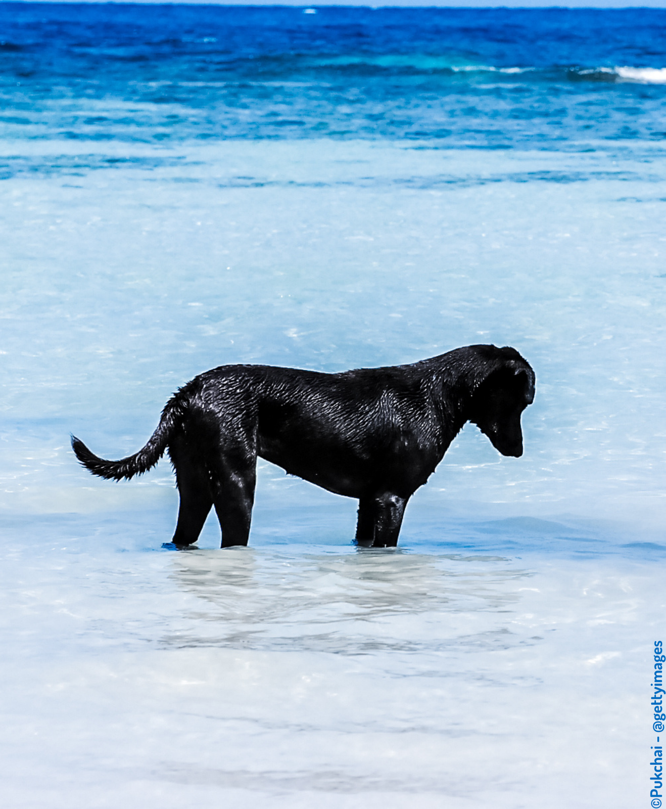 Chien noir qui se baigne dans la mer Chien noir qui se baigne dans la mer