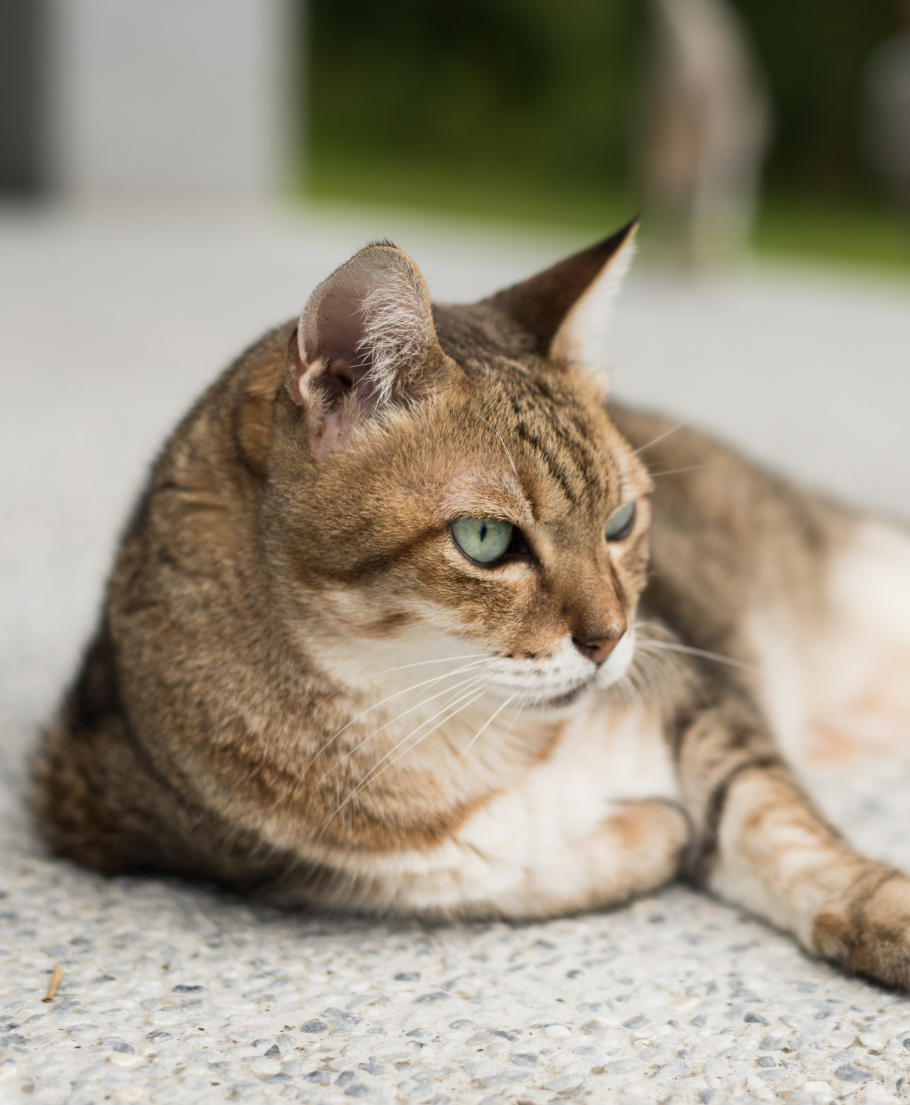 Un chat dehors allongé
