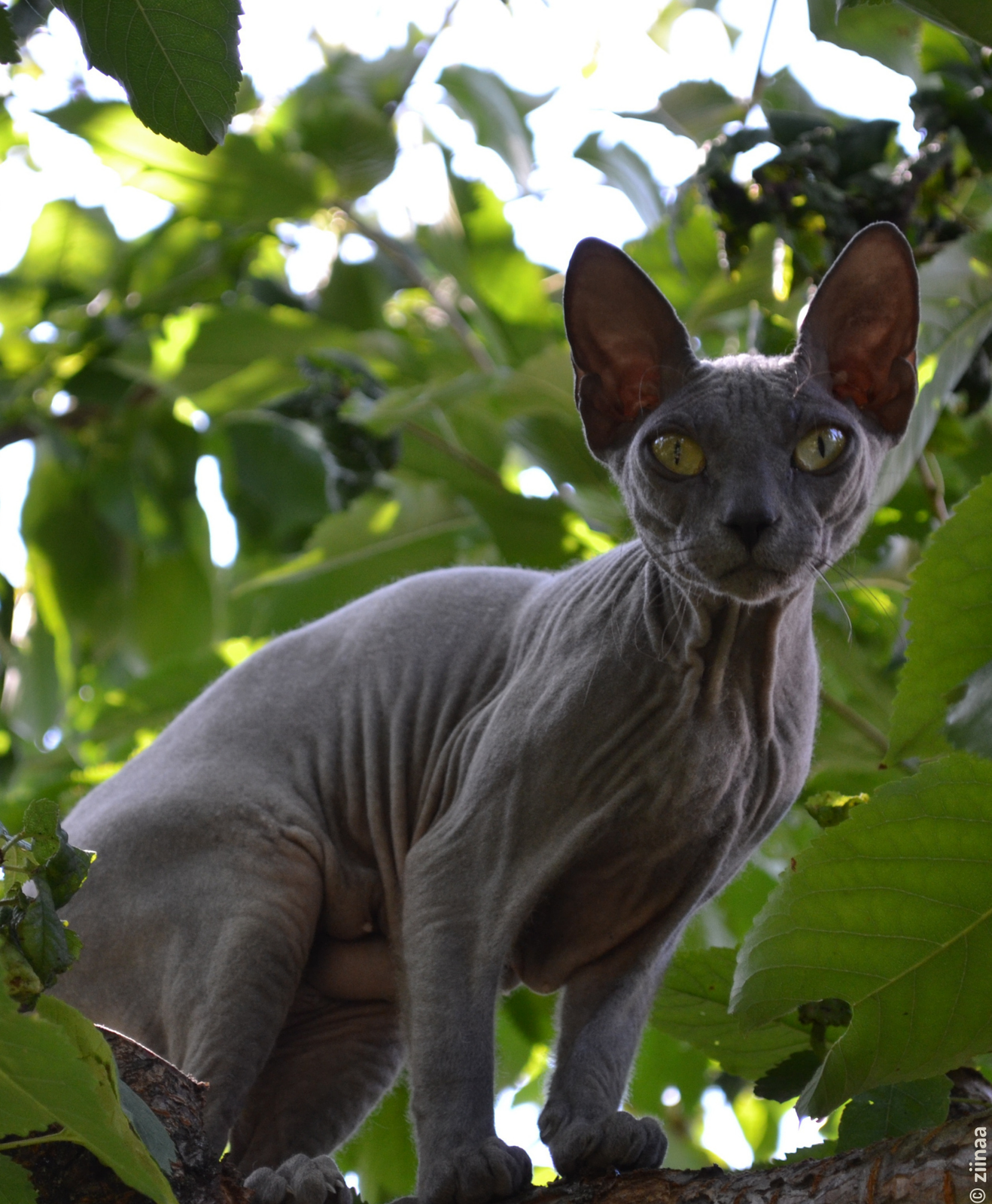 Un chat sphinx dans un arbre