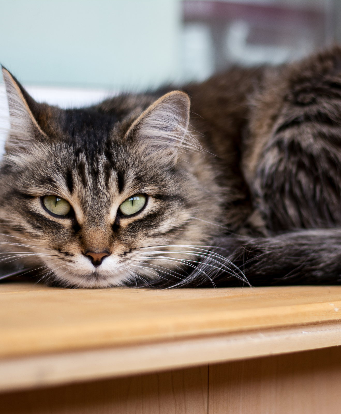 Un chat tigré couché sur une table Un chat tigré couché sur une table