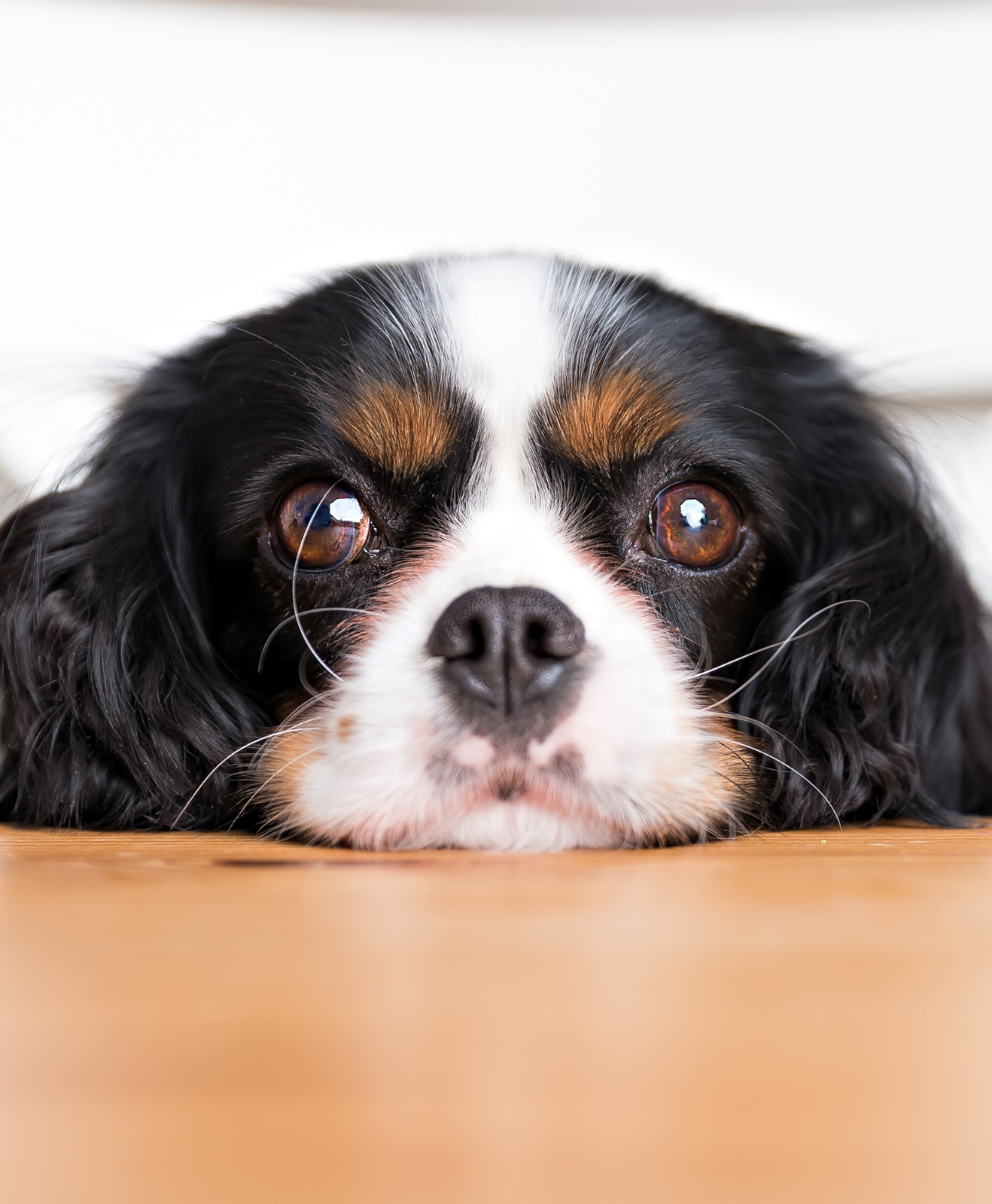 Chien Cavalier King Charles avec la tête posée sur une table Chien Cavalier King Charles avec la tête posée sur une table