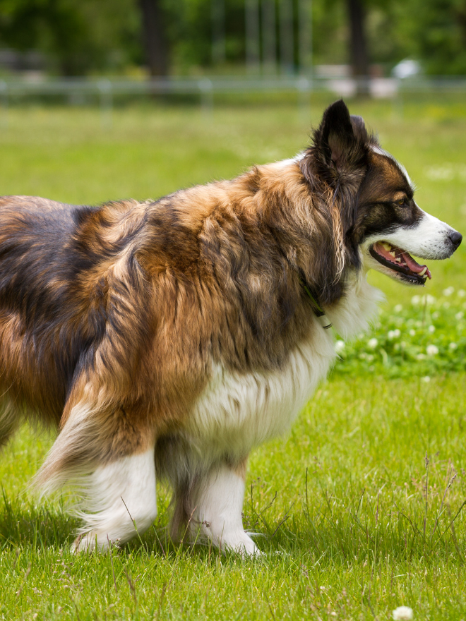 Une chienne en gestation
