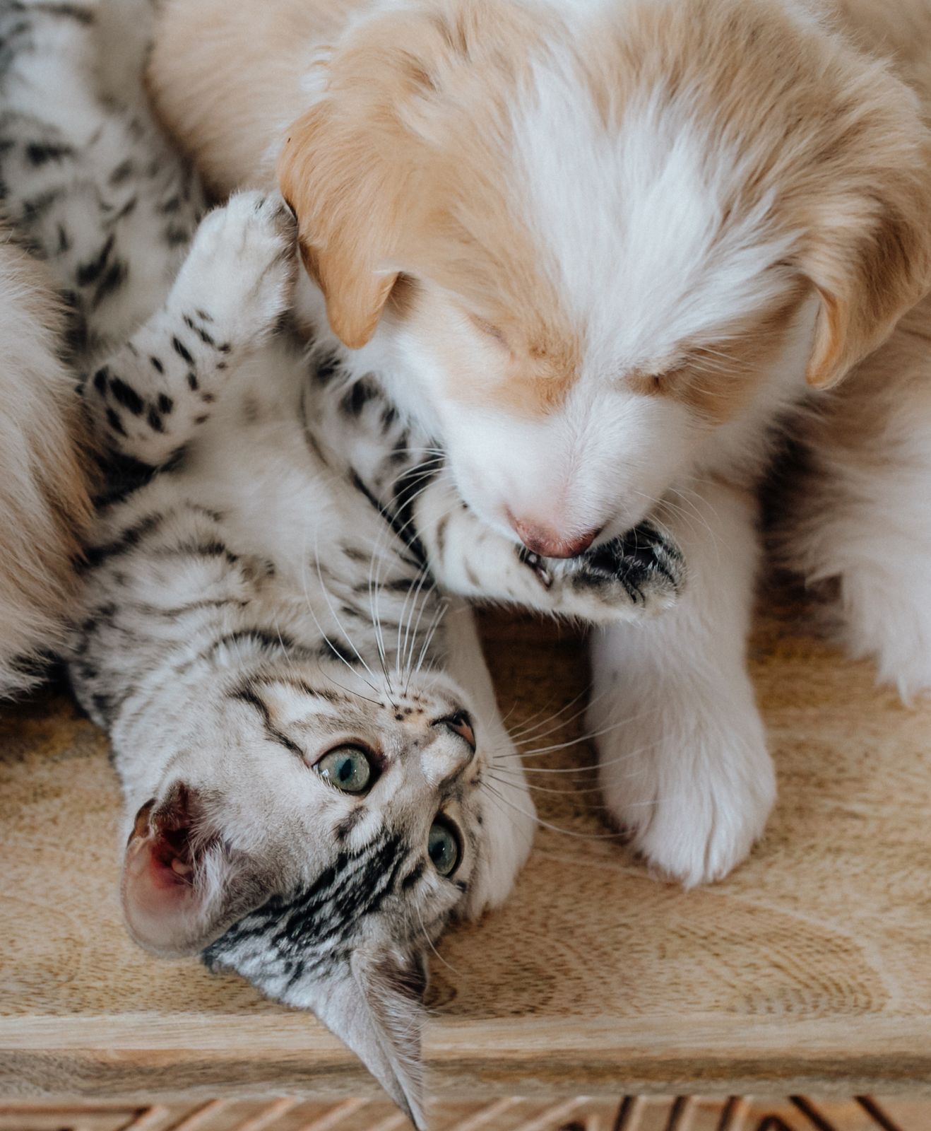 Chiot et chaton côte à côte qui jouent Chiot et chaton côte à côte qui jouent