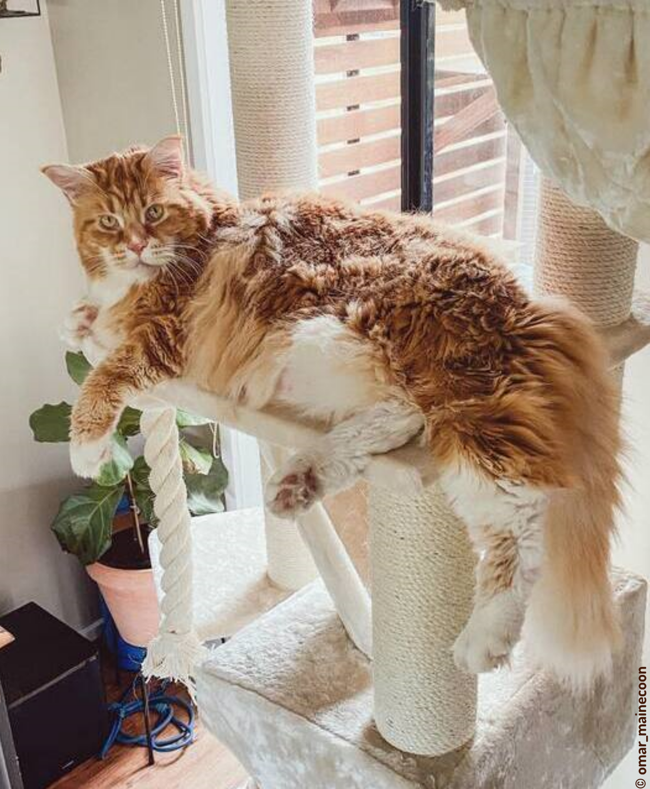 Omar, le plus gros chat du monde, un Maine coon roux Omar, le plus gros chat du monde, un Maine coon roux