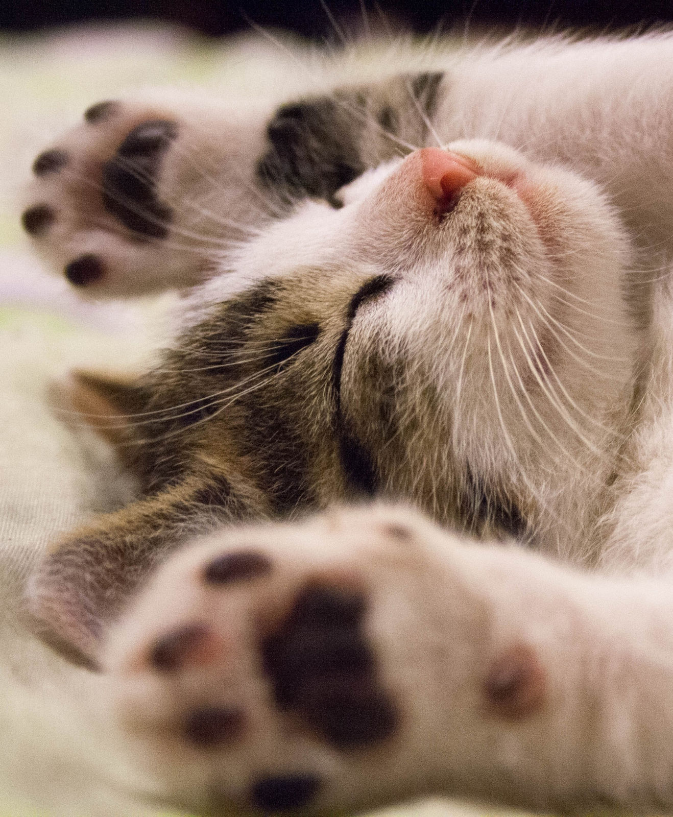 Un chaton qui dort sur le dos Un chaton qui dort sur le dos