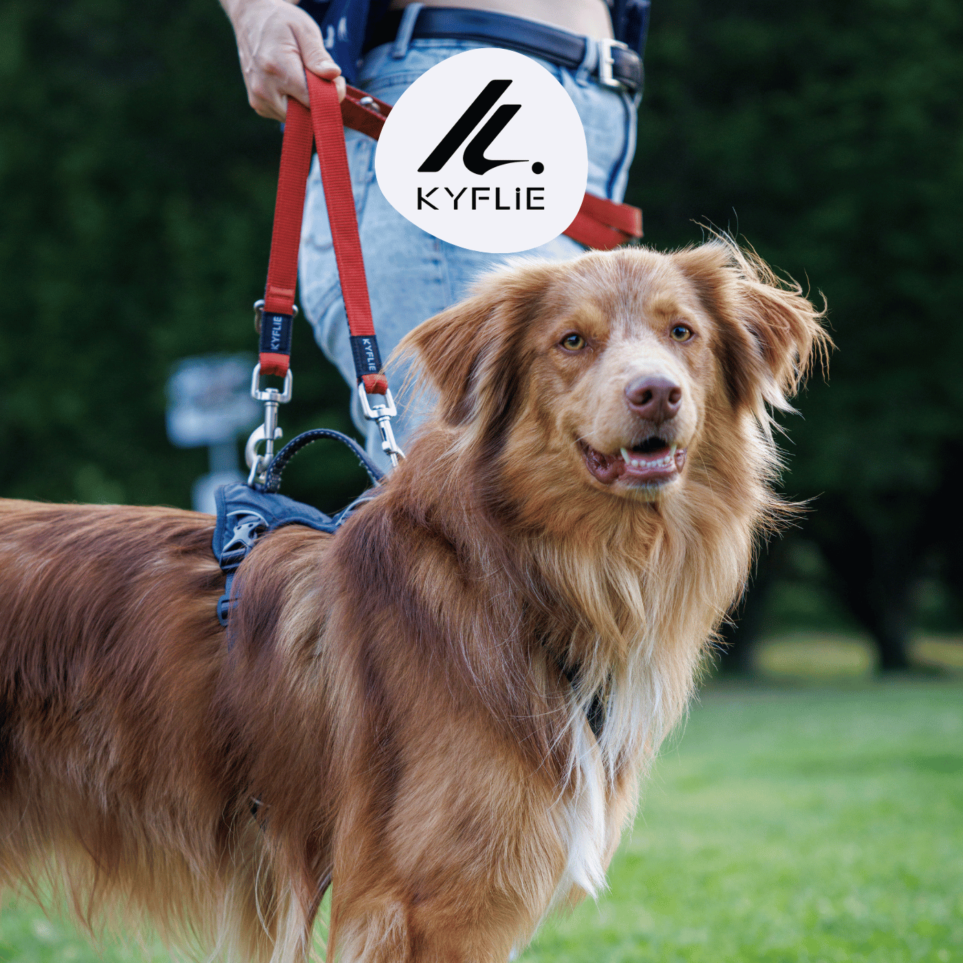 Chien compétition canicross