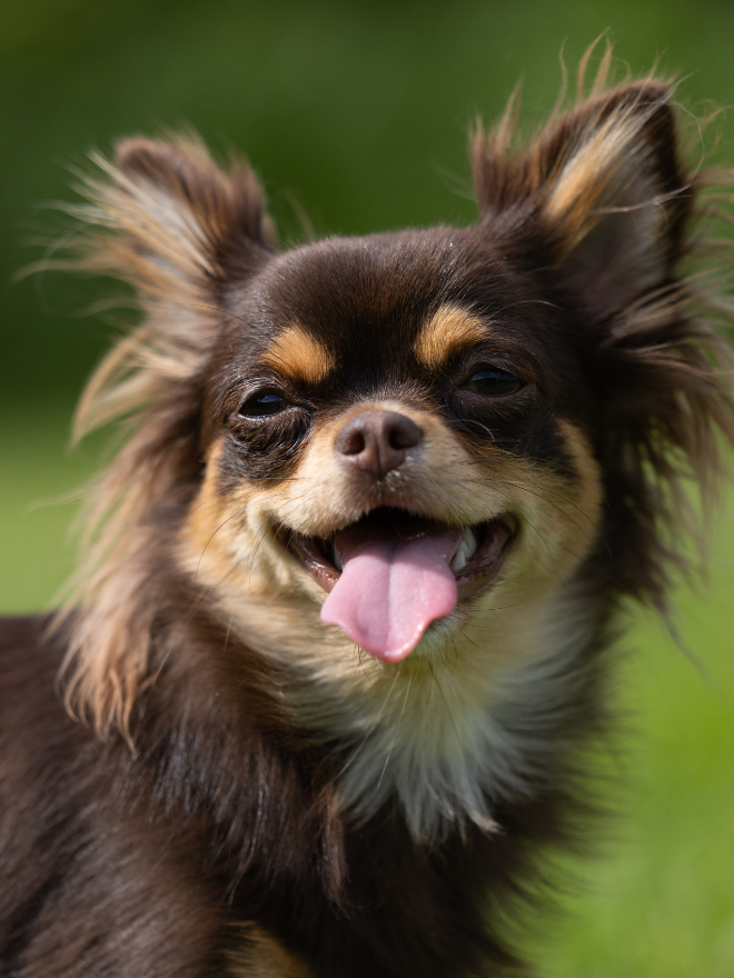 Un chihuahua brun
