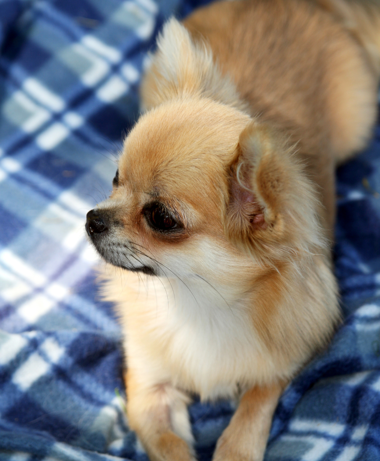 Un chihuahua beige