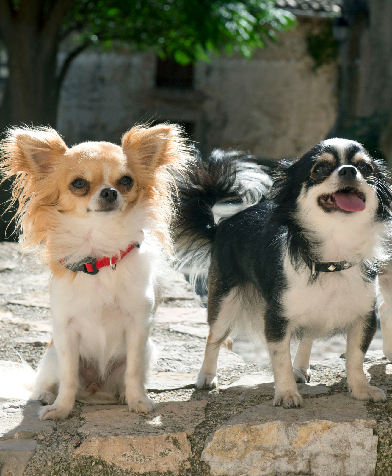 Deux chihuahuas