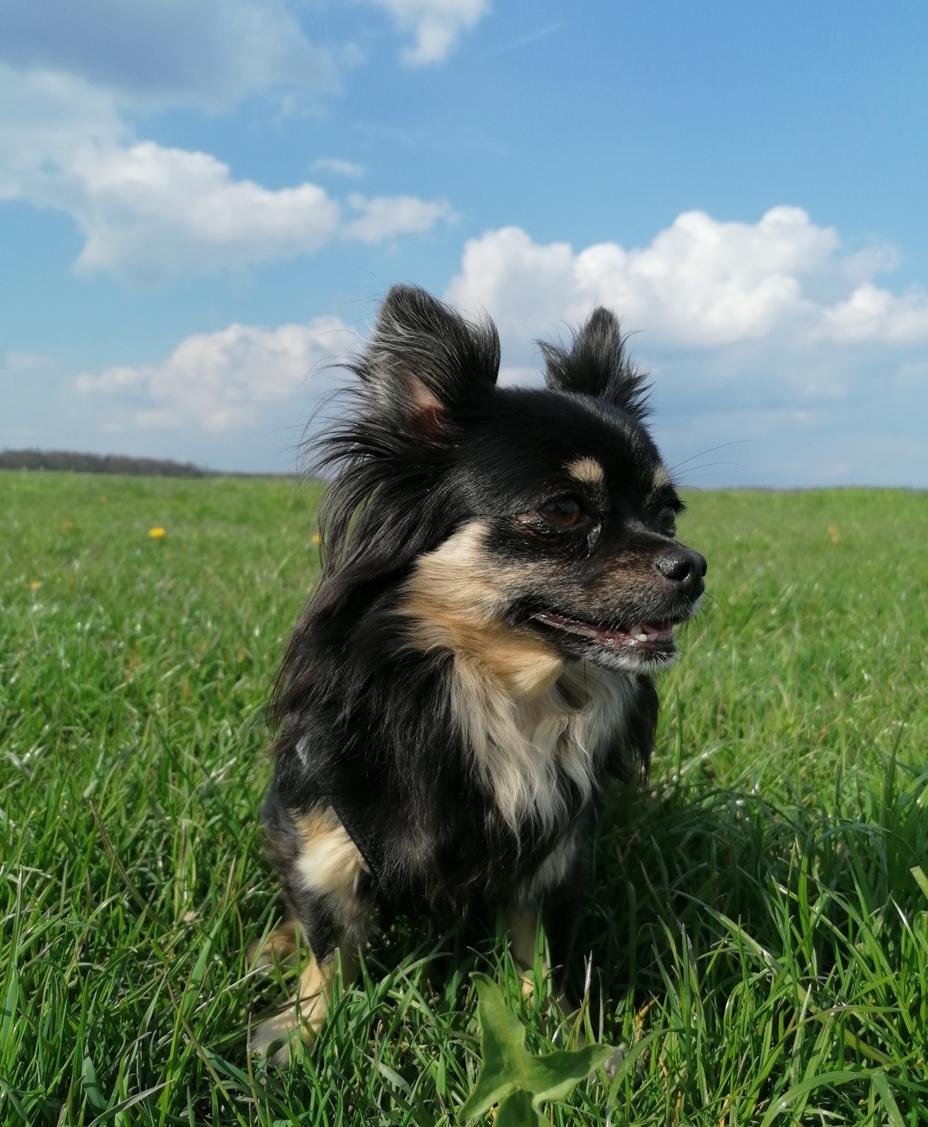 Un chihuahua dehors