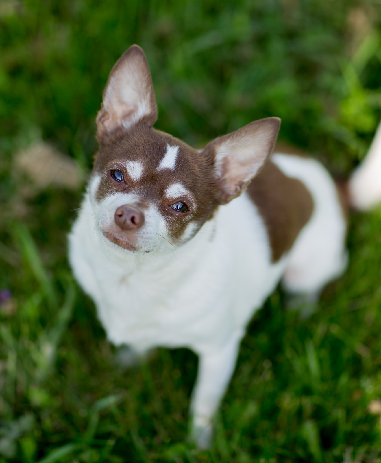 Un chihuahua brun et blanc