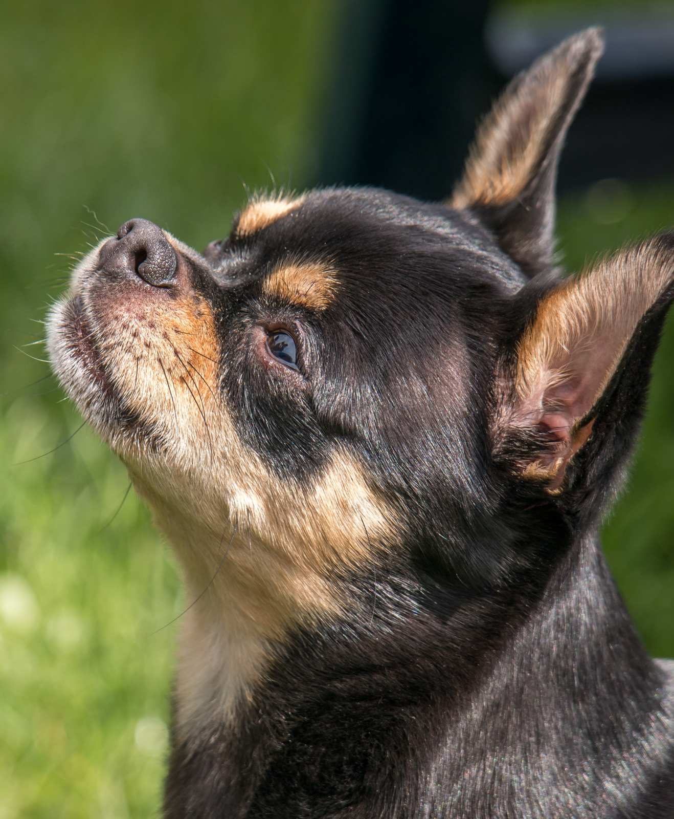 Un chihuahua de profil